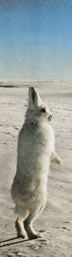 Заяц-беляк, стоя на задних лапах, совсем как персонаж из сказки, обозревает унылый пейзаж острова Батерст. Это животное даже умеет бегать на задних лапах