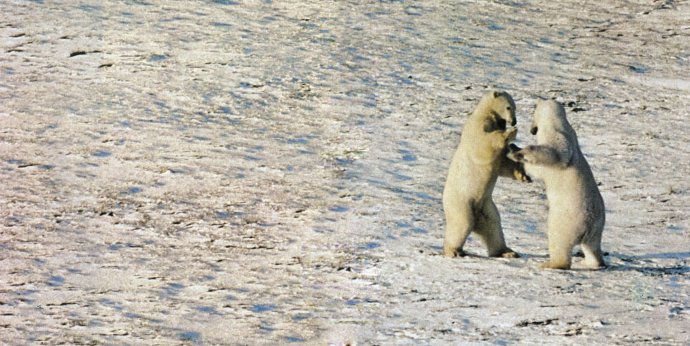 Дерущиеся белые медведи-самцы (Ursus maritimus). Снимок сделан к северу от Гудзонова залива. Такие стычки - обычное явление в брачный период. Белый медведь прекрасно приспособлен к жизни в Арктике. Его густой мех почти не пропускает влагу