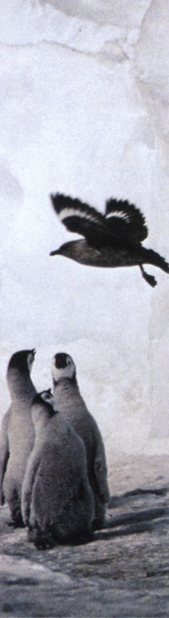 Южнополярный поморник, или поморник Маккормика (Catharacta maccormicki), летает над тремя птенцами императорского пингвина (Aptenodytes forsteri). Поморник промышляет яйцами и птенцами, но на взрослых птиц обычно не нападает
