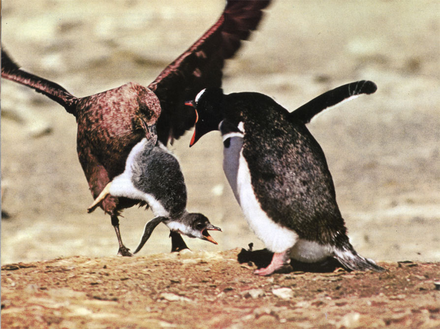 Поморник (Catharacta lonnbergi) схватил птенца субантарктического пингвина (Pygnoscelis papua), гнездящегося на Фолклендских островах