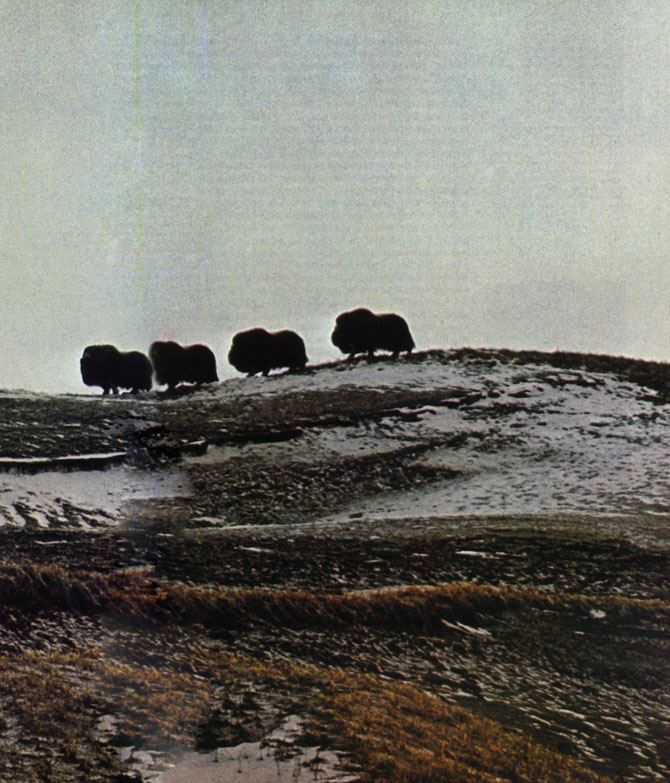 Небольшая группа овцебыков-самцов (Ovibos moschatus) в тундре на острове Нунивак, что поблизости от Аляски. Мех овцебыка, прекрасно защищающий его от арктических морозов, состоит из двух слоев: длинных, ниспадающих чуть ли не до земли, остьев (с них легко скатывается снег) сверху и очень тонкого мягкого подпуша снизу