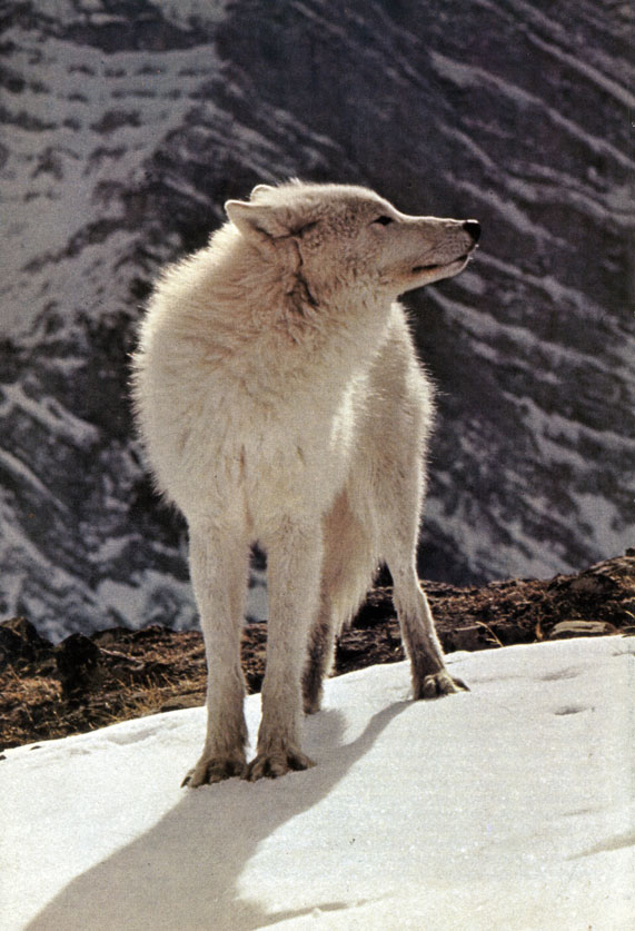 Крупный обыкновенный, или серый, волк (Cams lupus) в зимней тундре на далекой Баффиновой Земле. Волк может занимать огромную территорию на необозримых просторах тундры: на каждого волка там приходится около 300 кв. км