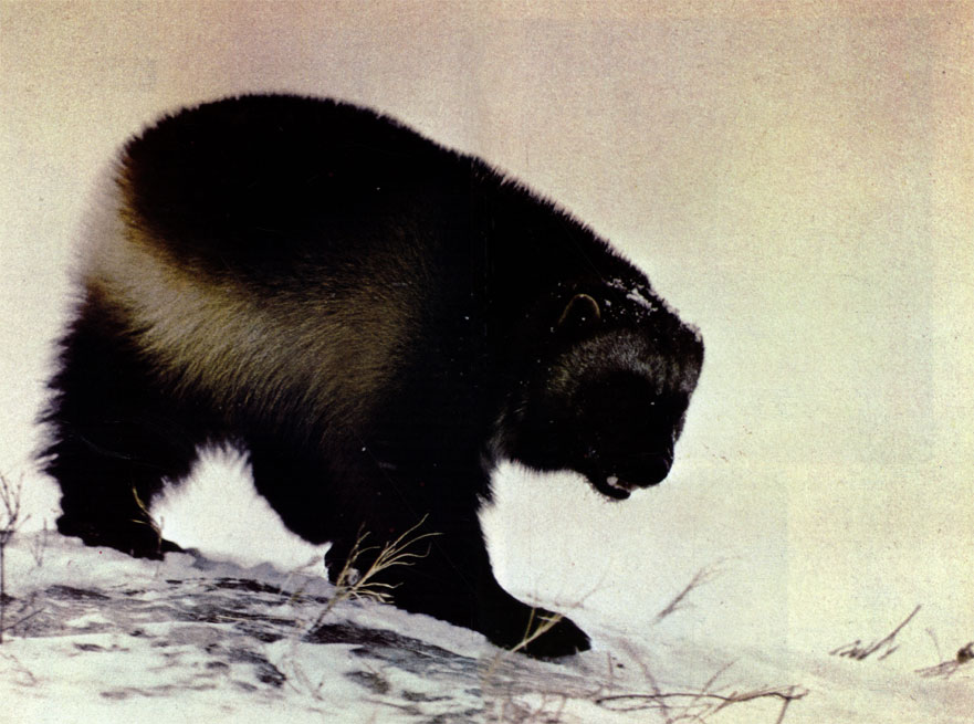 Росомаха (Gulo gulo), сильный, хитрый, бесстрашный зверь, водится от северных лесов до арктической тундры. Отличается исключительно густым мехом. Его жесткие остья хорошо защищают от полярного мороза, а главное - не пропускают влаги, которая замерзала бы на коже