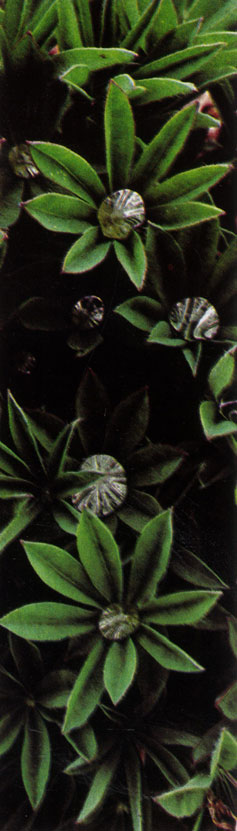 Цветущий люпин (Lupinus arcticus) в тундре. Люпины - особенно неприхотливая группа растений семейства бобовых. Они мирятся с кислыми почвами безлесных арктических пустошей. В научном названии Lupinus, означающем 'волчий', отражено бытовавшее в старину ошибочное убеждение, будто это растение лишает почву плодородия