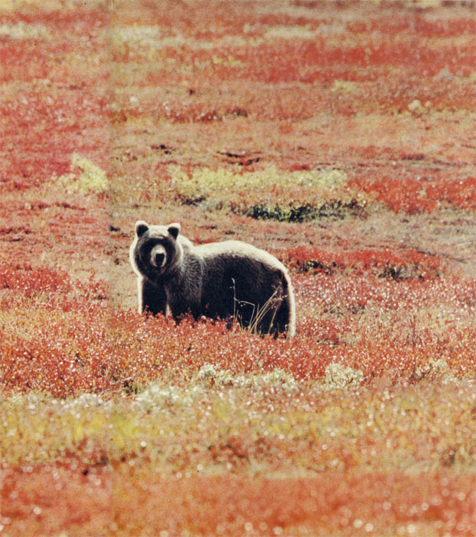 Медведь гризли (Ursus arctos) - на удивление всеядное животное. Он употребляет в пищу мясо таких крупных животных, как карибу и лось, но охотно поедает и мышей, и личинок, ягоды, различные растения, лососей, мигрирующих вверх по течению арктических рек
