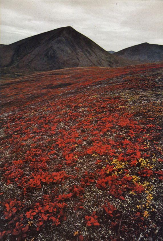Растительность аляскинской тундры в конце августа расцвечивается осенними красками. Поспевает полярная толокнянка, листья стелющейся по земле полярной ивы (Salix arctica) желтеют. В начале сентября налетают первые холодные штормы, а вскоре затем зима сковывает землю
