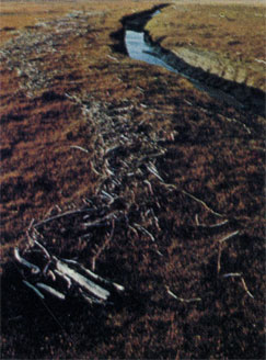 Река Сэдлерашит (Аляска), течет параллельно Северному Ледовитому океану на близком расстоянии от него. Рухнувшие в реку деревья зимой обрастают огромными глыбами льда, из которых после таяния высвобождаются отдельные стволы, несущиеся по воде. Весной сильное течение выбрасывает плавник на берег