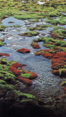 Красные и зеленые мхи в изобилии растут на острове Батерст. Низкорослые мхи рода Bryum лучше высоких растений переносят холодный климат тундры, открытой всем ветрам. Мхи нуждаются во влаге, которой в теплое время года в тундре достаточно. В сухие зимы они сжимаются в комок, что позволяет им сохранить влагу. Характерно, что красный Bryum растет чуть ли не в воде
