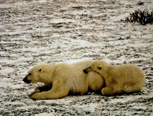 Белый медвежонок, улегшись на мать, как на подушку, дремлет на берегу Гудзонова залива. Медвежата рождаются зимой в берлогах, устроенных в снежных надувах на суше или на припае. Снег заметает берлогу и надежно защищает мать и малышей от холода. Медведица обычно производит на свет двух детенышей, которых пестует почти два года. Спаривается не ежегодно, а лишь после того, как потомство будет готово к самостоятельной жизни