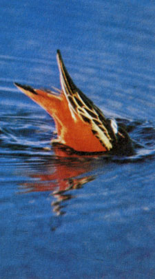 Плосконосый плавунчик (Phalaropus fulicarius) нырнул за пищей на мелководье у берега острова Саутгемптон