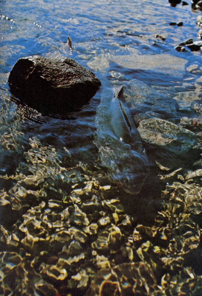Арктический голец (Salvelinus alpinus) у самой поверхности сверкающего ручья на Баффиновой Земле. Голец - наиболее северная из пресноводных рыб