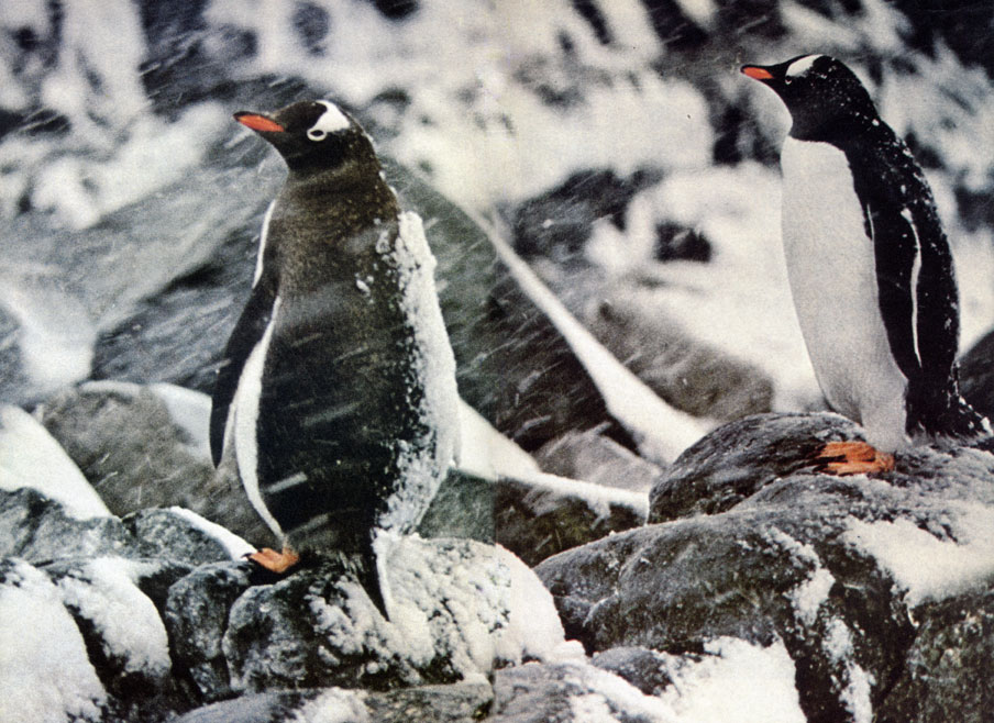 Субантарктический пингвин (Pygoscelis papua) повернулся спиной к штормовому ветру, дующему из глубины материка. Эти пингвины обитают на островах, расположенных к северу от Антарктического материка