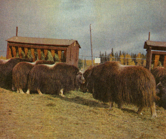 На ферме овцебыков (Аляска)