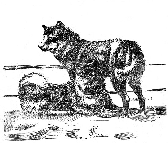 Эскимосская собака