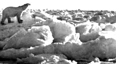 Дрейфующие льды - стихия белого медведя. Фото В. К. Орлова.