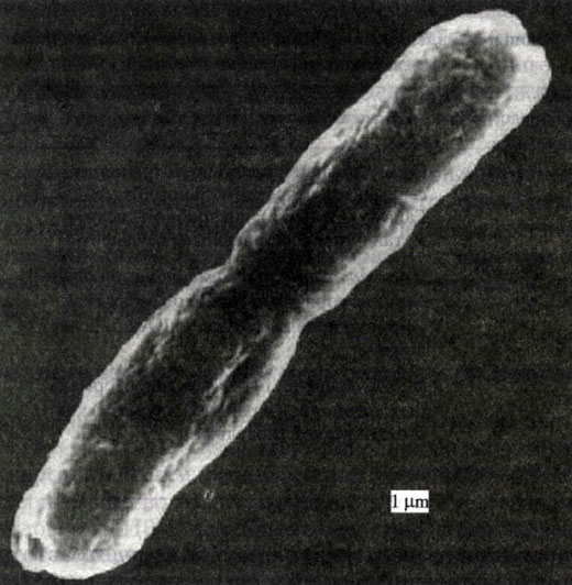 Рис. 6. Микрофотография (сканирующий электронный микроскоп) бактерии Hydrogenophilus thermoluteolus, выделенной из горячих источников в Японии [Hayashi et al., 1999]. Точно такая же бактерия обнаружена нами в ледяном керне с глубины 3607 м