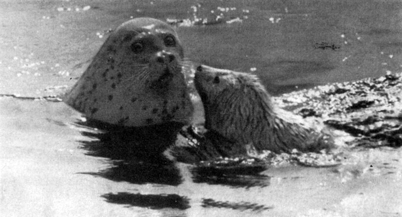 Тюлениха возмущена: детёныш ни за что не полез бы в воду, если бы не присутствие людей. 