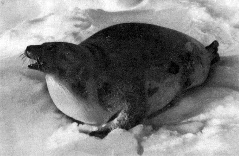 Взрослая самка гренландского тюленя - утельга.