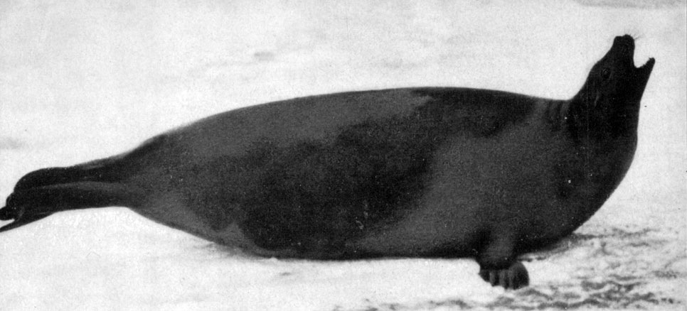 На этом снимке видна типичная крылановая окраска взрослого гренландского тюленя.